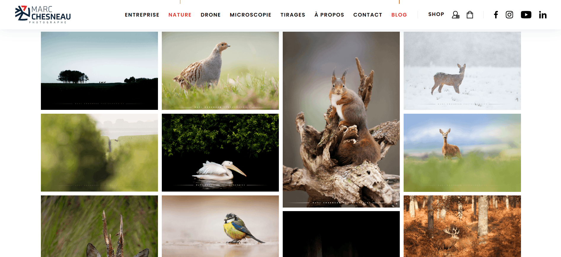 Exemple de Marc Chesneau Photographe
